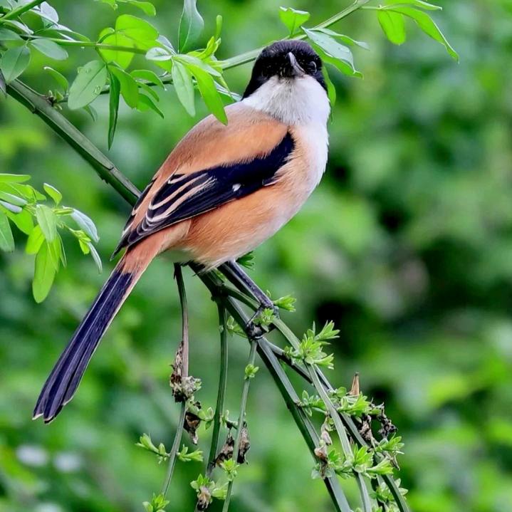 🧋一杯奶茶🧋