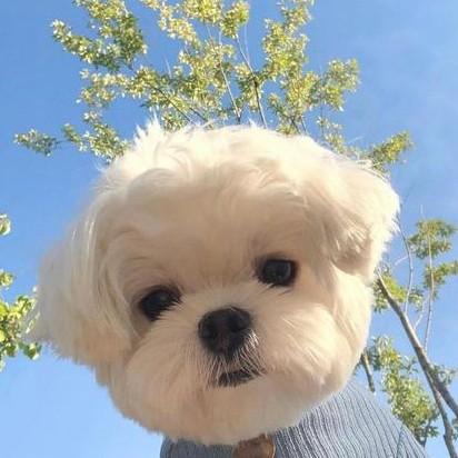 可爱小小飞