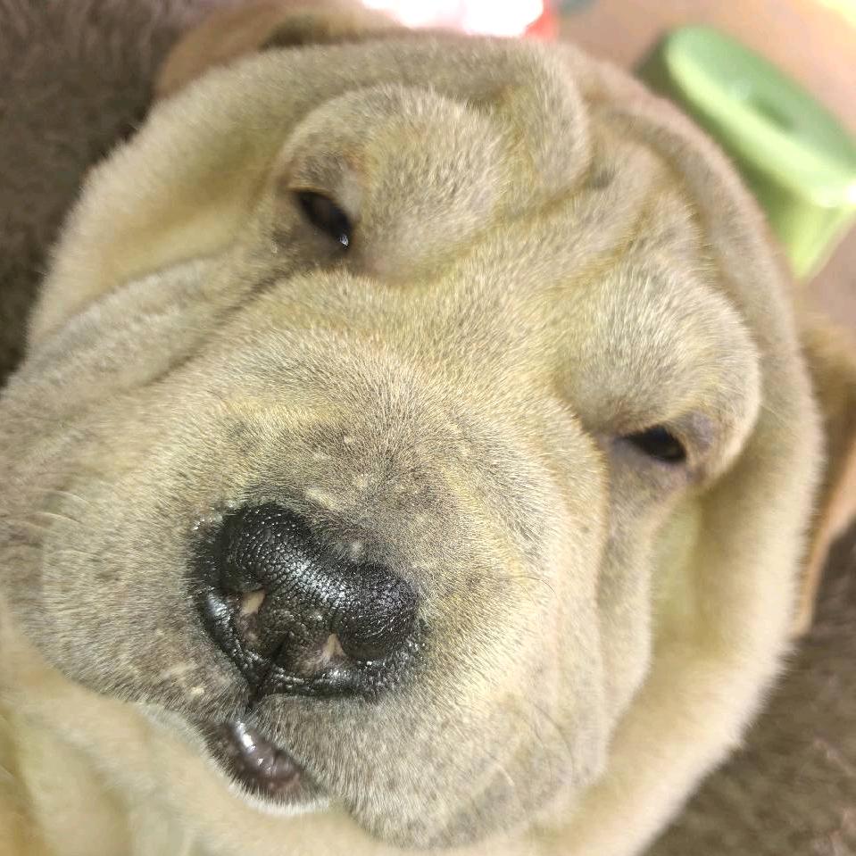 奥利巴