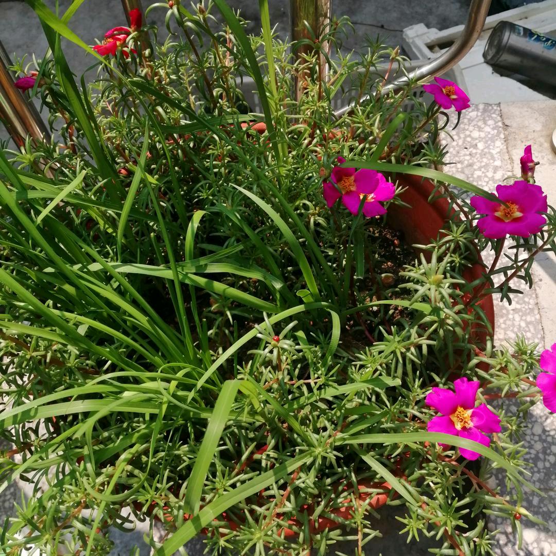 春有百花秋有月