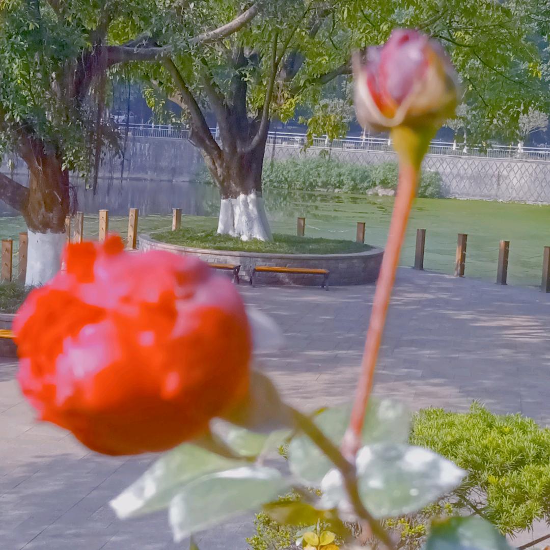 蒲三姐