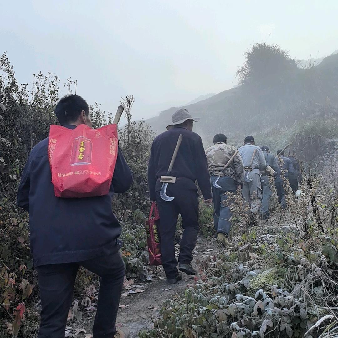云和石塘峡茶叶