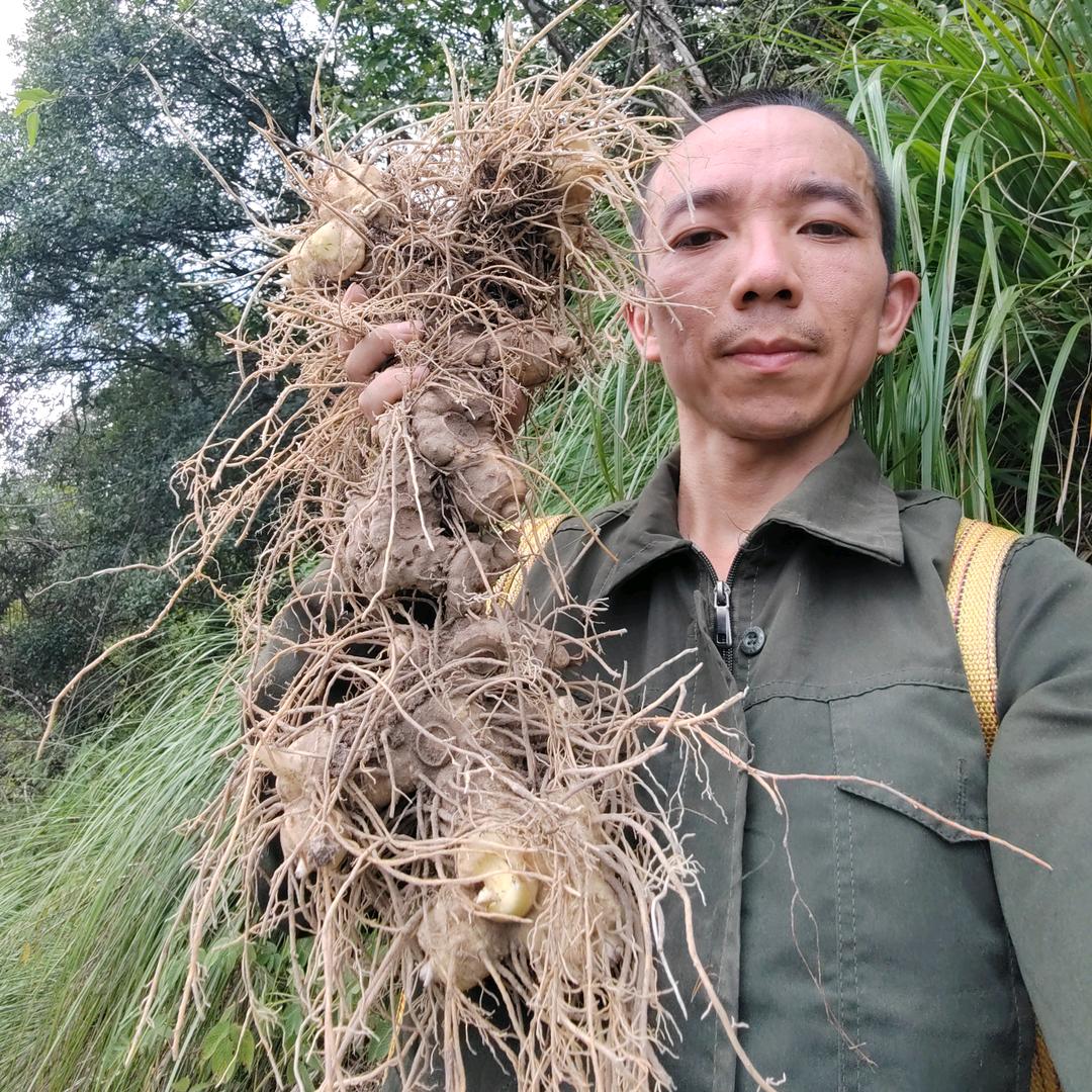 闽北草药