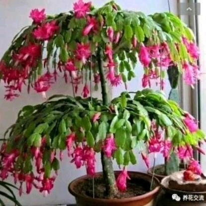 一家幸福