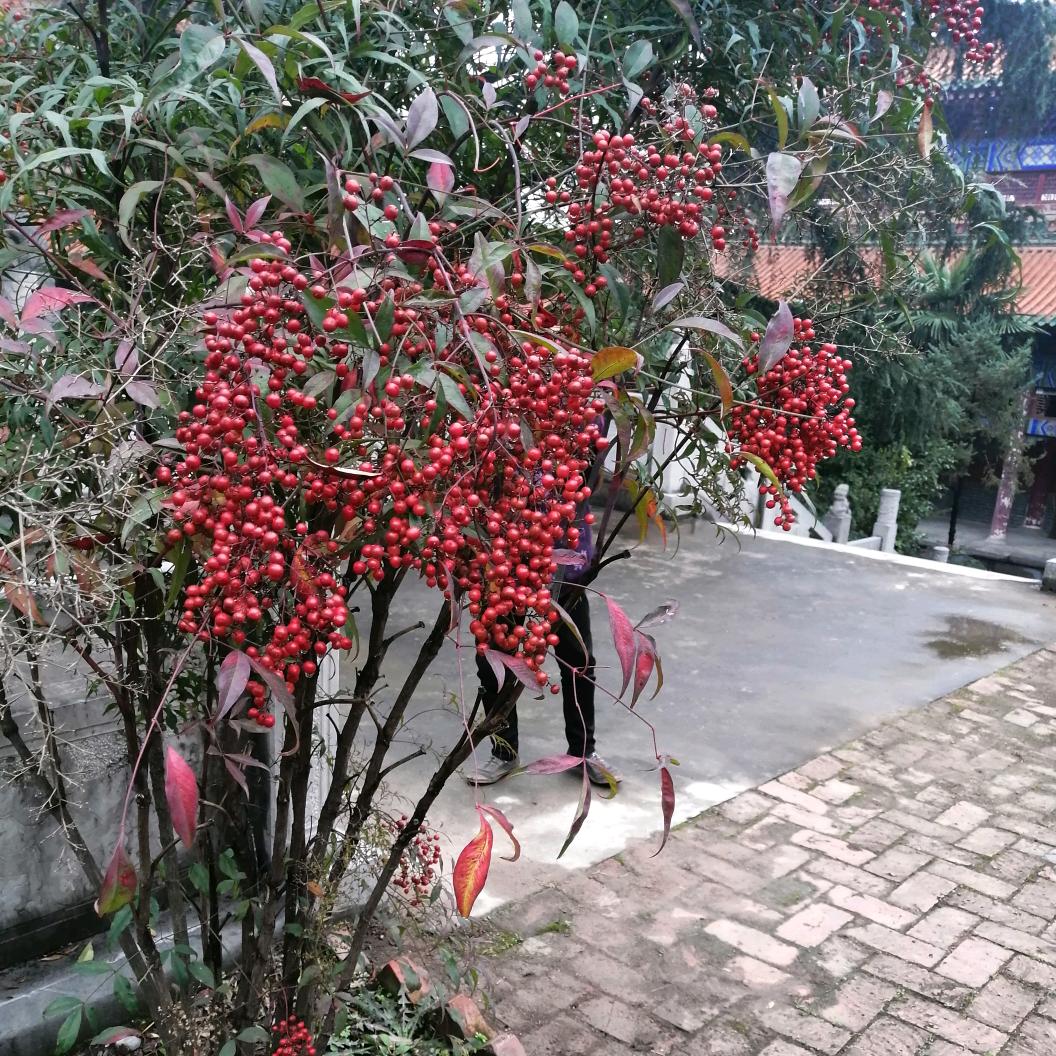 花 开 富贵