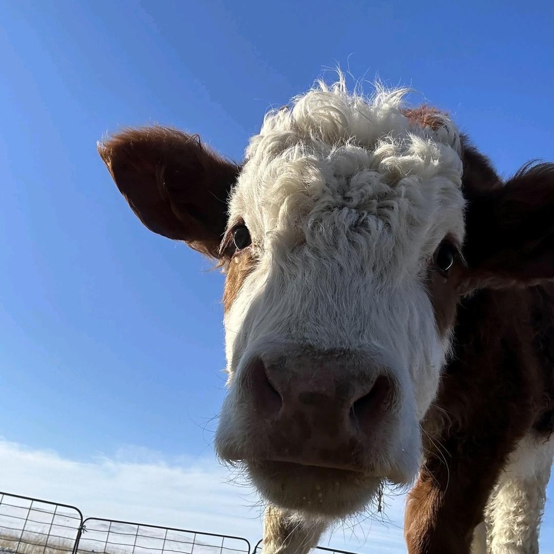 生产队的牛🐂