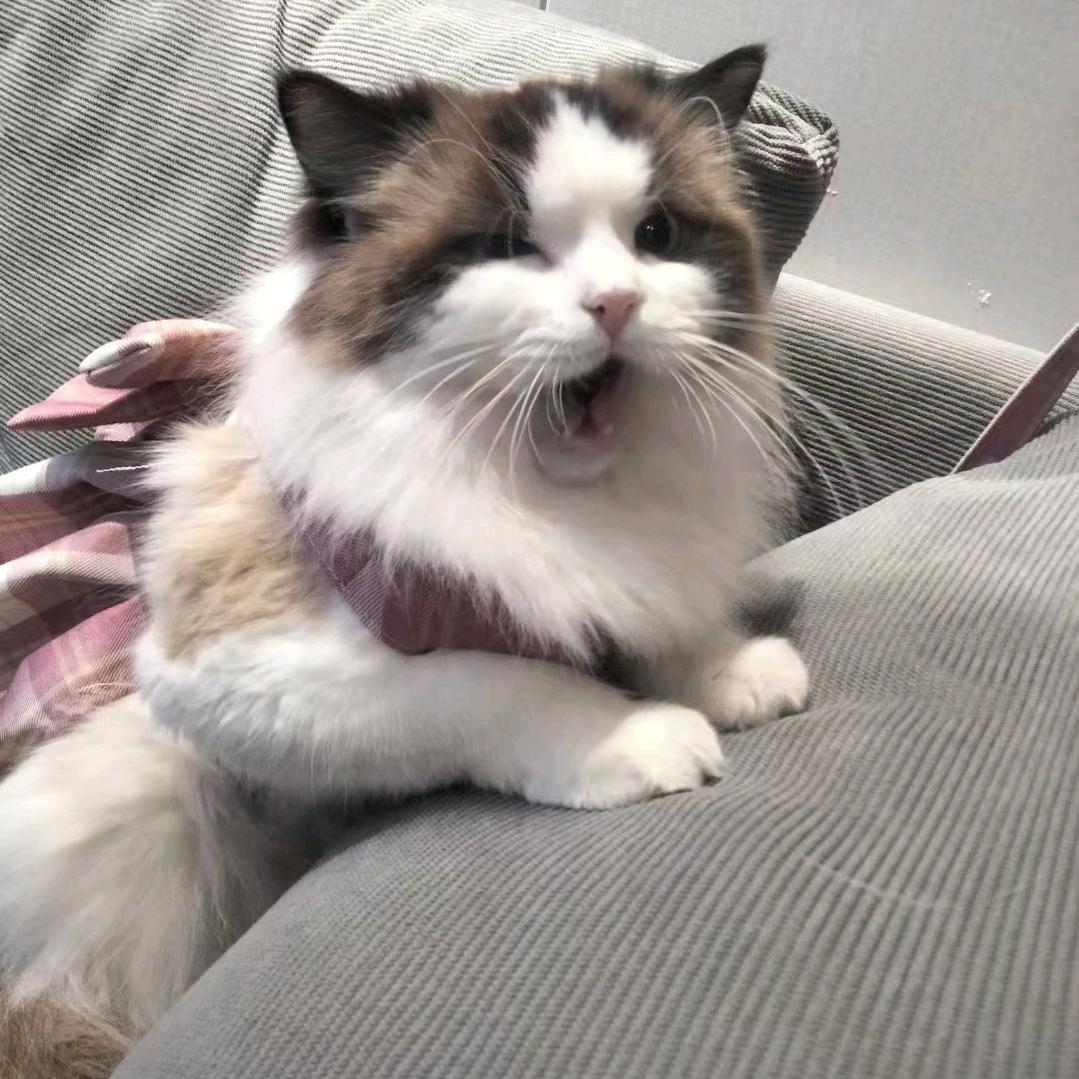 华贸好运小猫