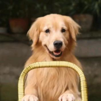 余姚宠物批发基地