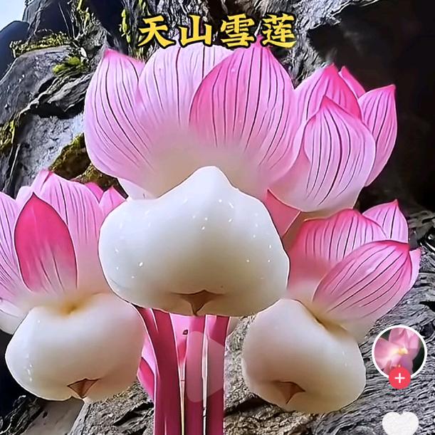 星⭐星