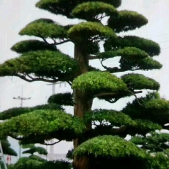 单身
