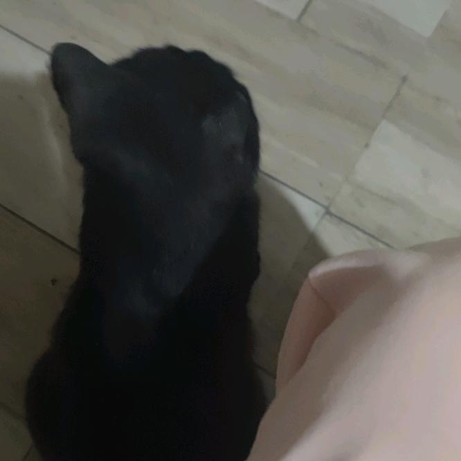 码媛日常codeing…