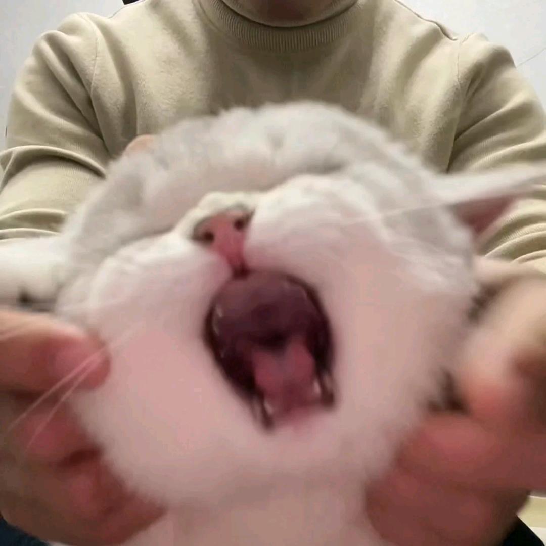 泡泡肥猫૮ .  ̫ . ა