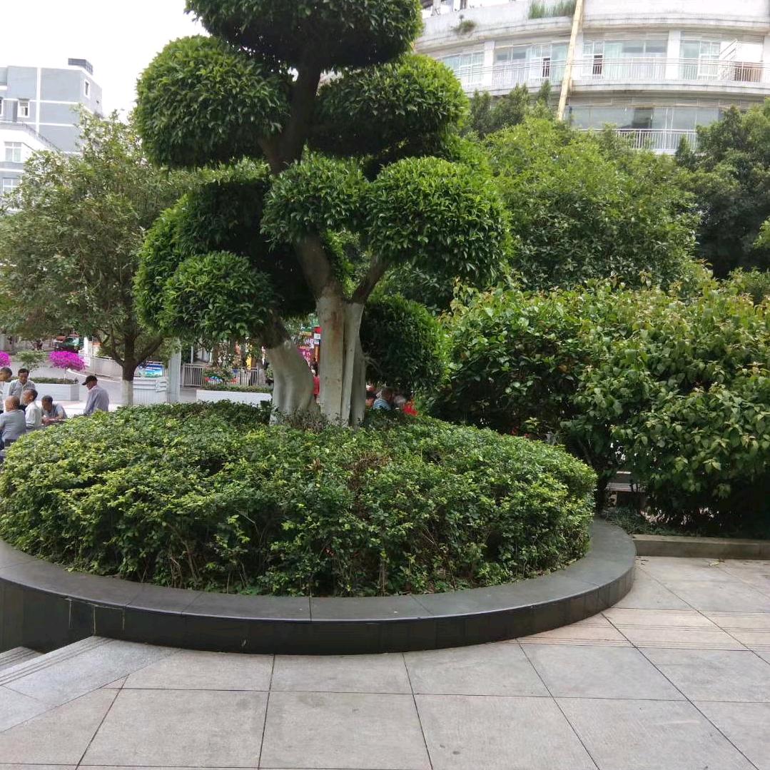 铁树开花