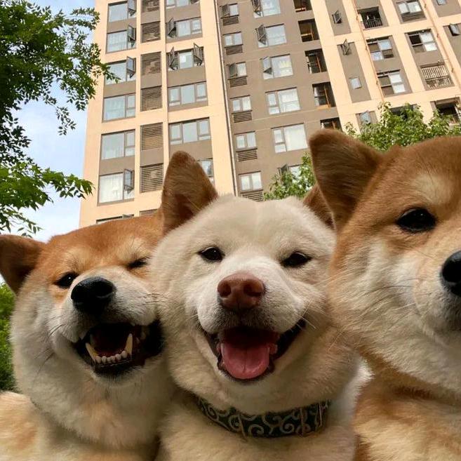 柴柴短剧