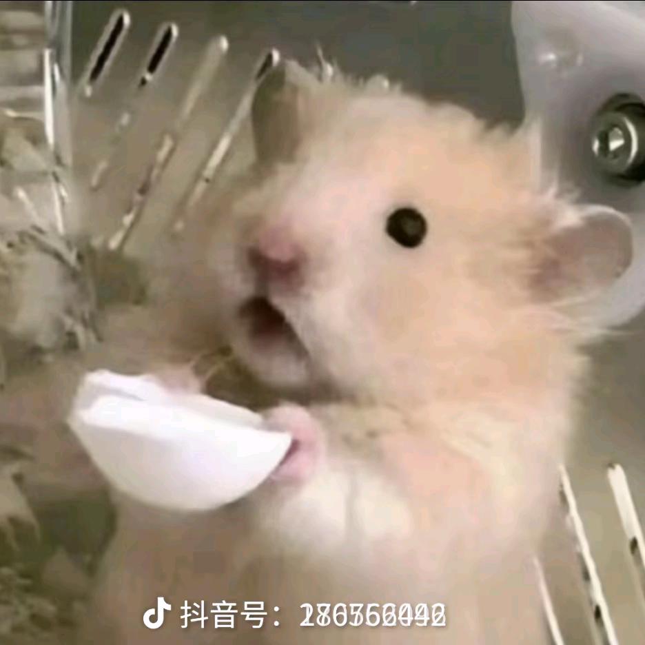 凉茶🐰²²³