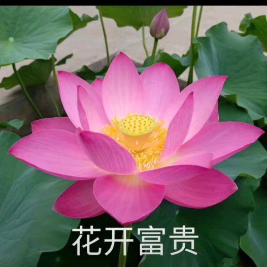 用户2892834862653