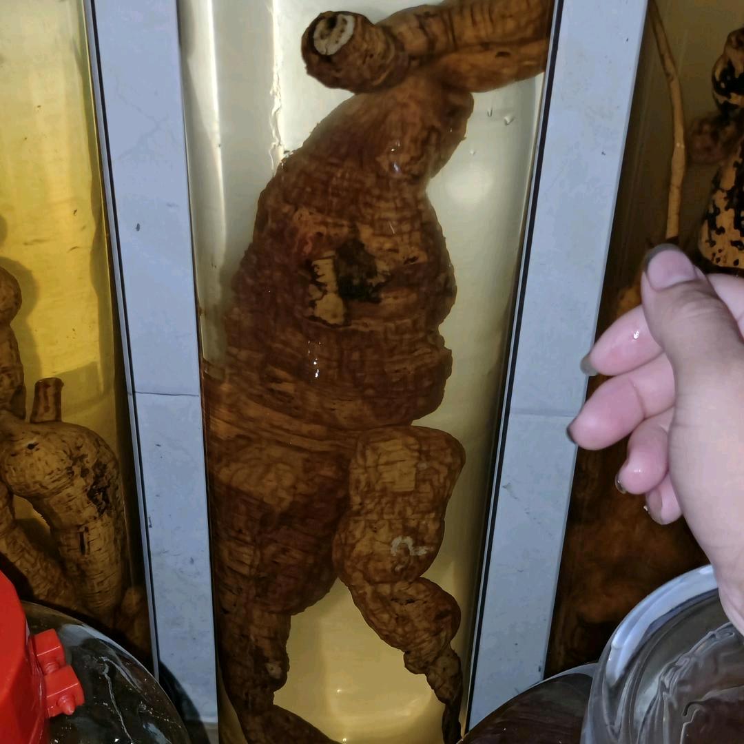 牛大力（鐵）