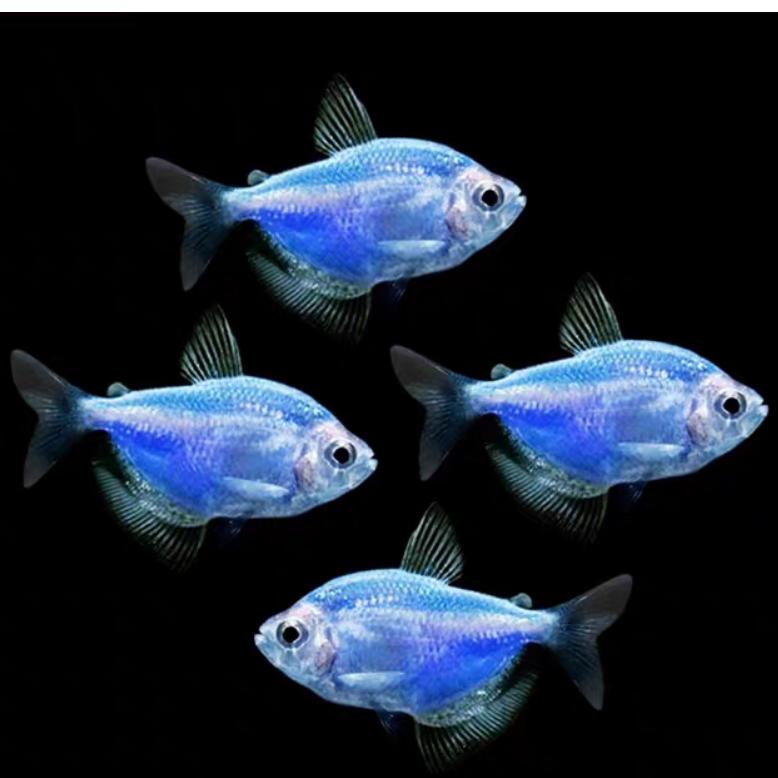 热带观赏鱼基地授权帐号