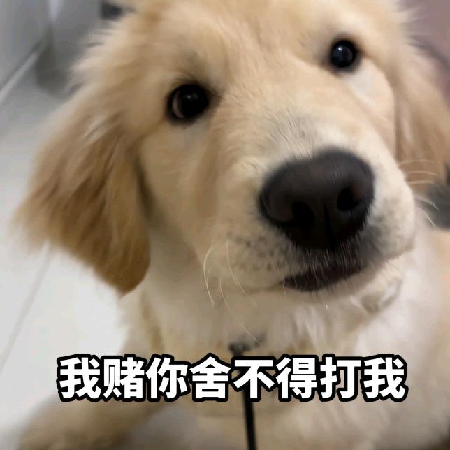 我菜是我的错吗？