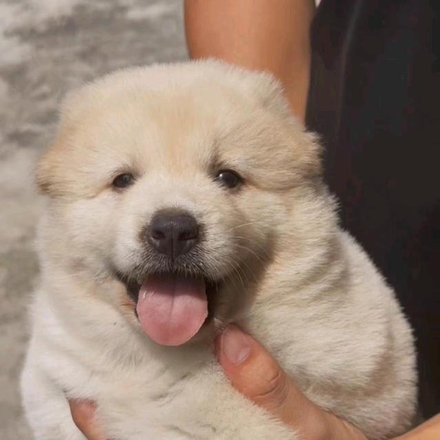 广西土狗玩家