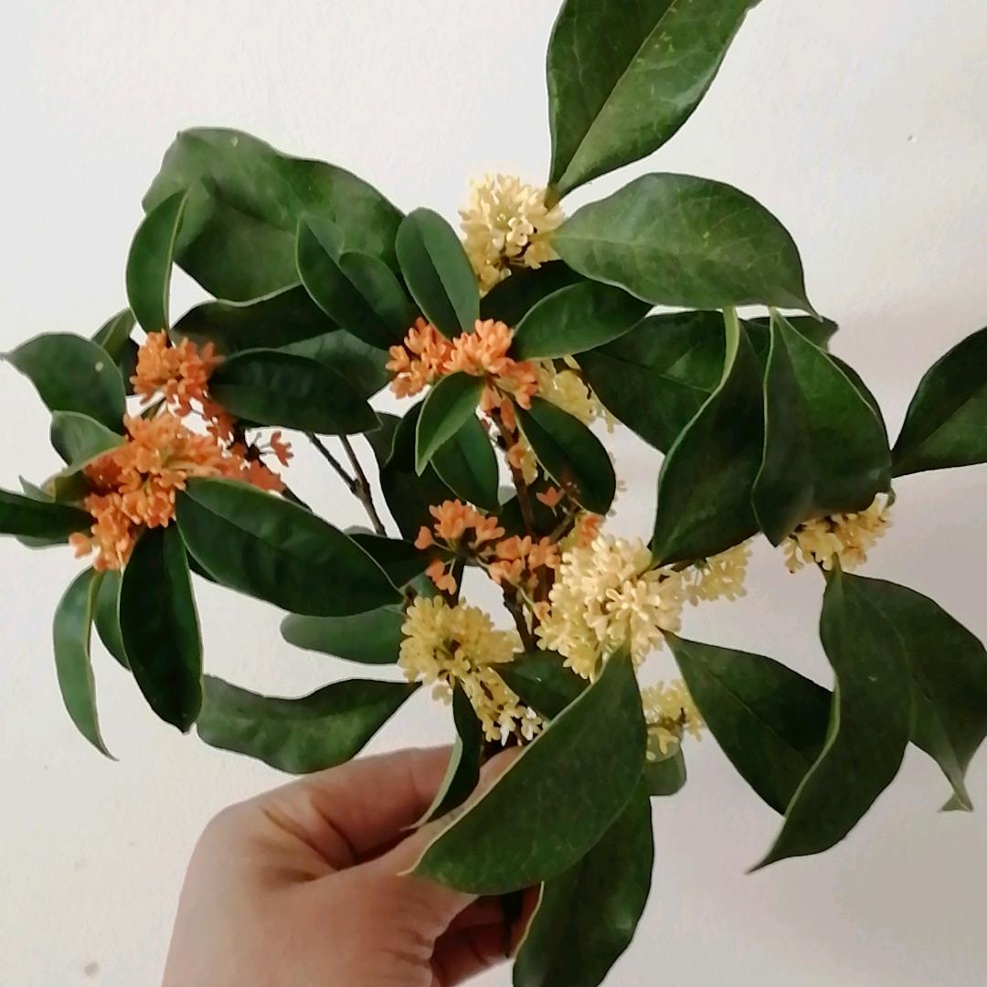 🌹🌴梅🍎子🌴🌹