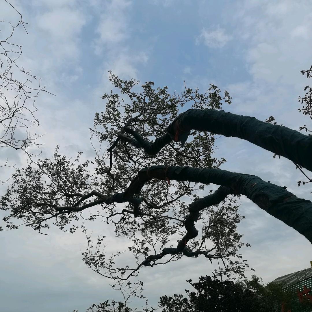 森玲百货