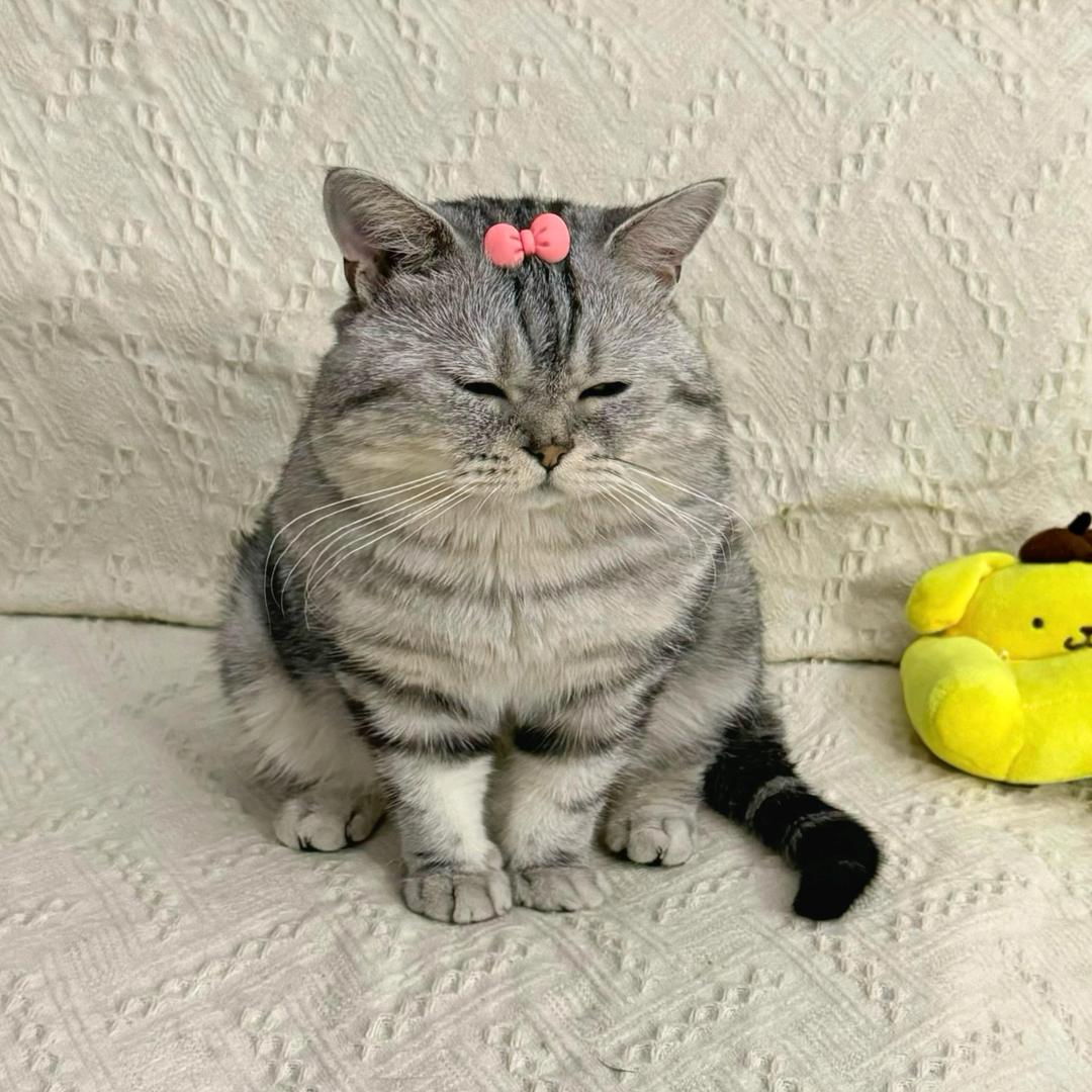 🍁 ⃢👁ܫ👁⃢ 🍁