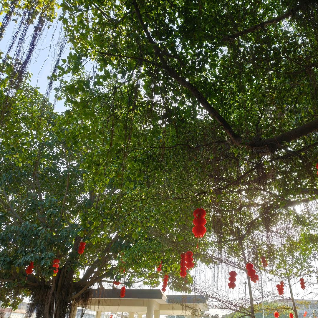 小橘喵喵喵-头像