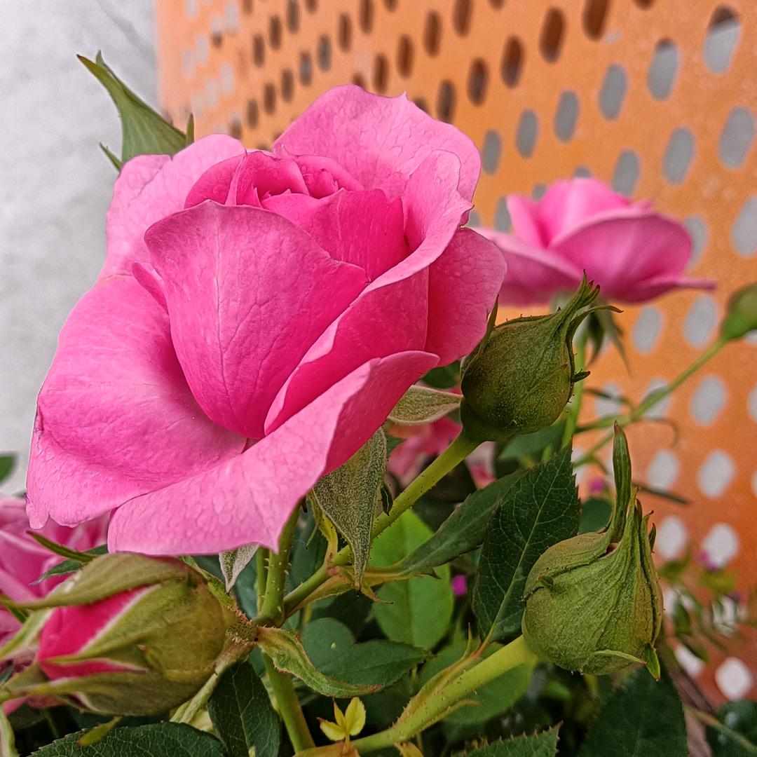 茶花开玫瑰