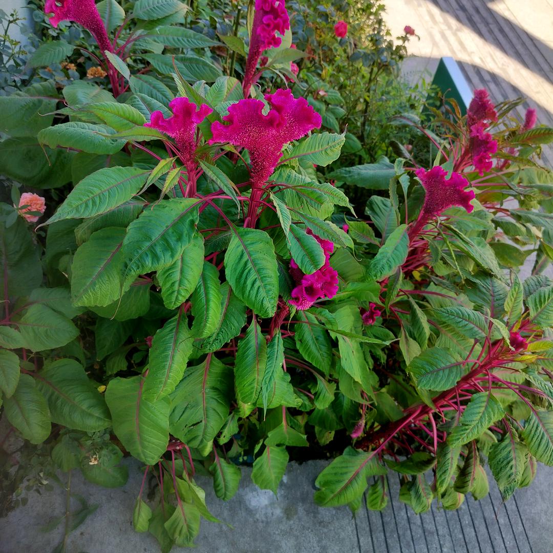 花🌸开花🌹落