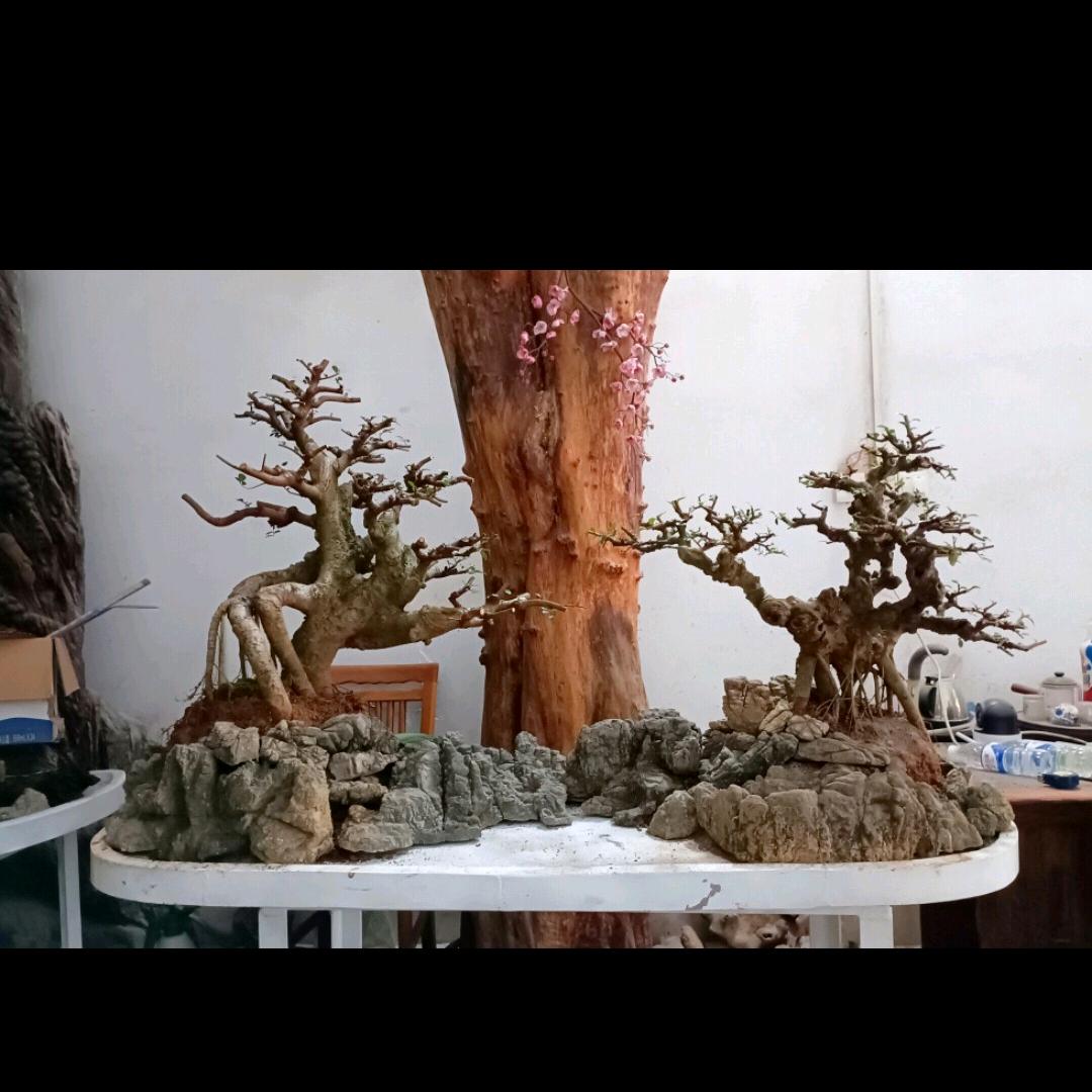 阿六奇石  盆景