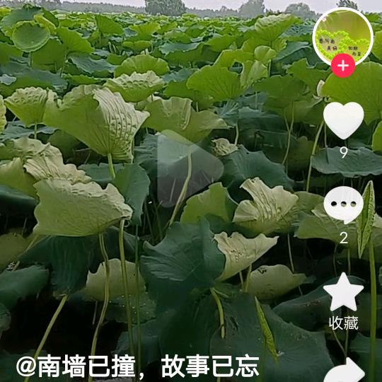大杮子