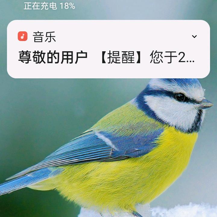 轮胎大哥