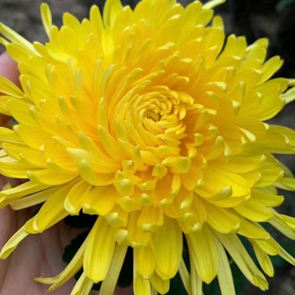 亳州    中药材      华子