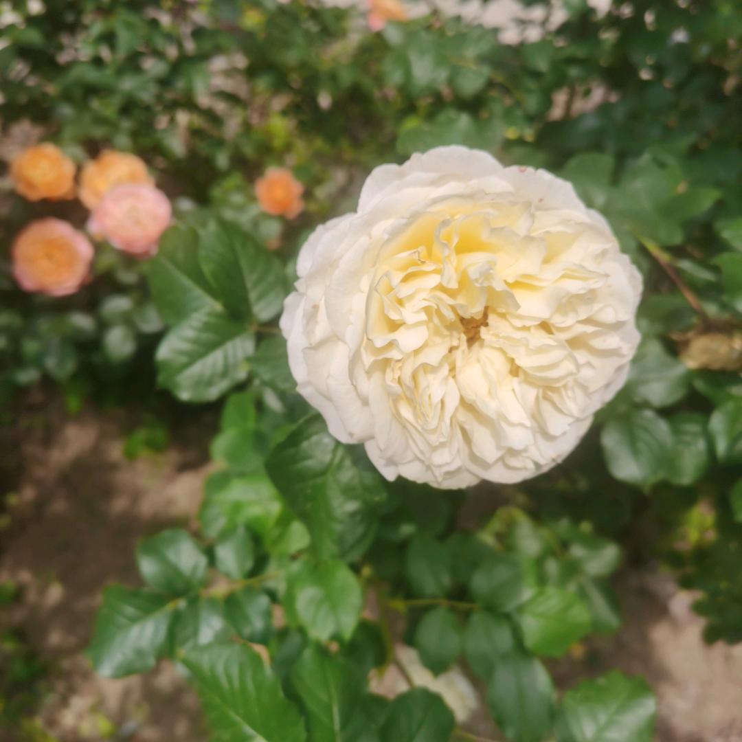 🌸初念🌸