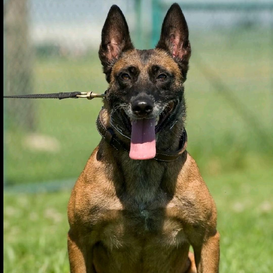 兵哥养马犬