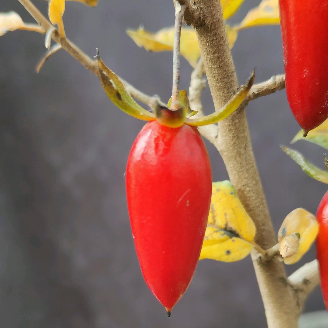 亮点老鸦柿（中国老鸦柿品种育成会）