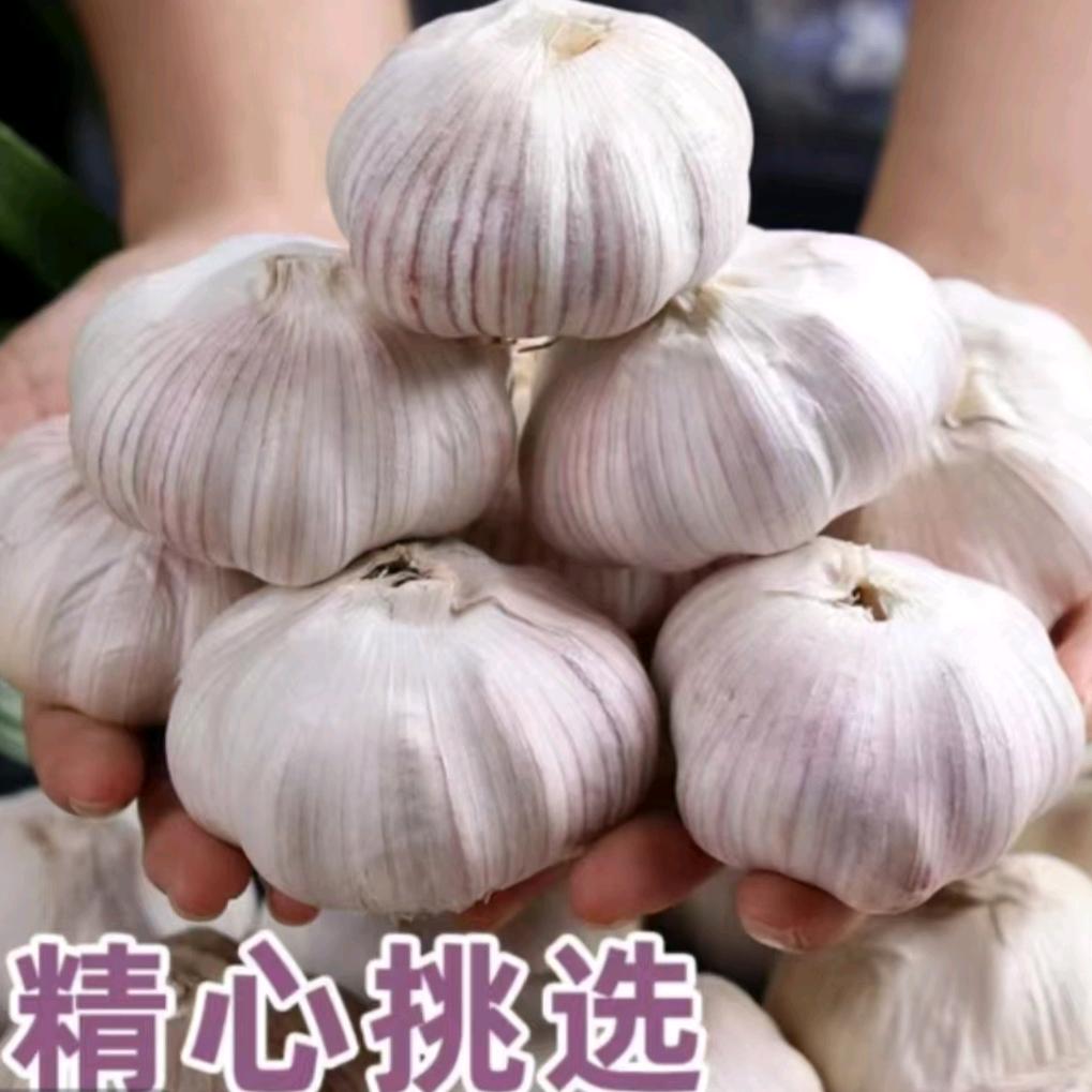 农家大蒜基地直发
