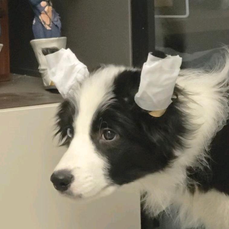边牧吕卡莎🐶