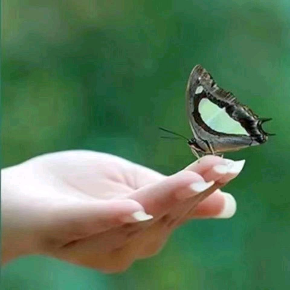 春天D燕子～～～
