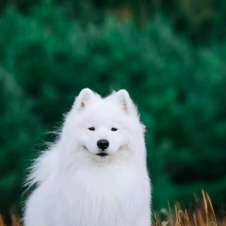 阳光玫瑰