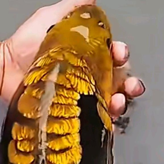 鑫源库存鱼竿7号店