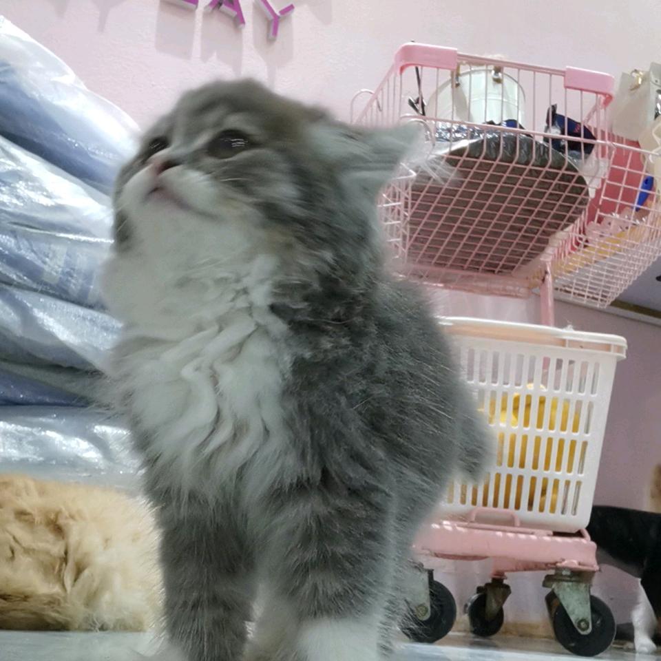 —◎●●●●冰糖葫芦