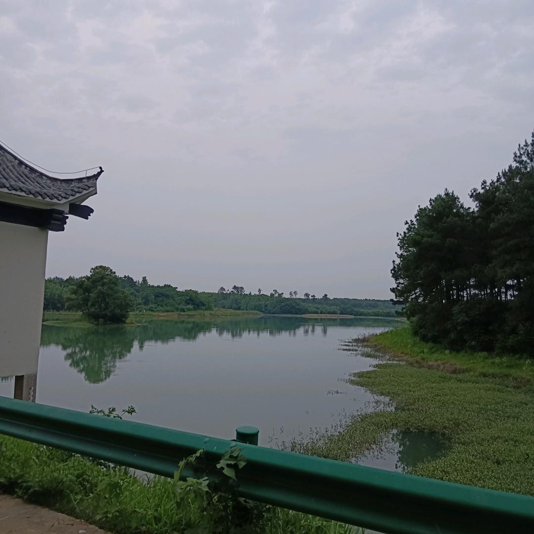 富贵竹