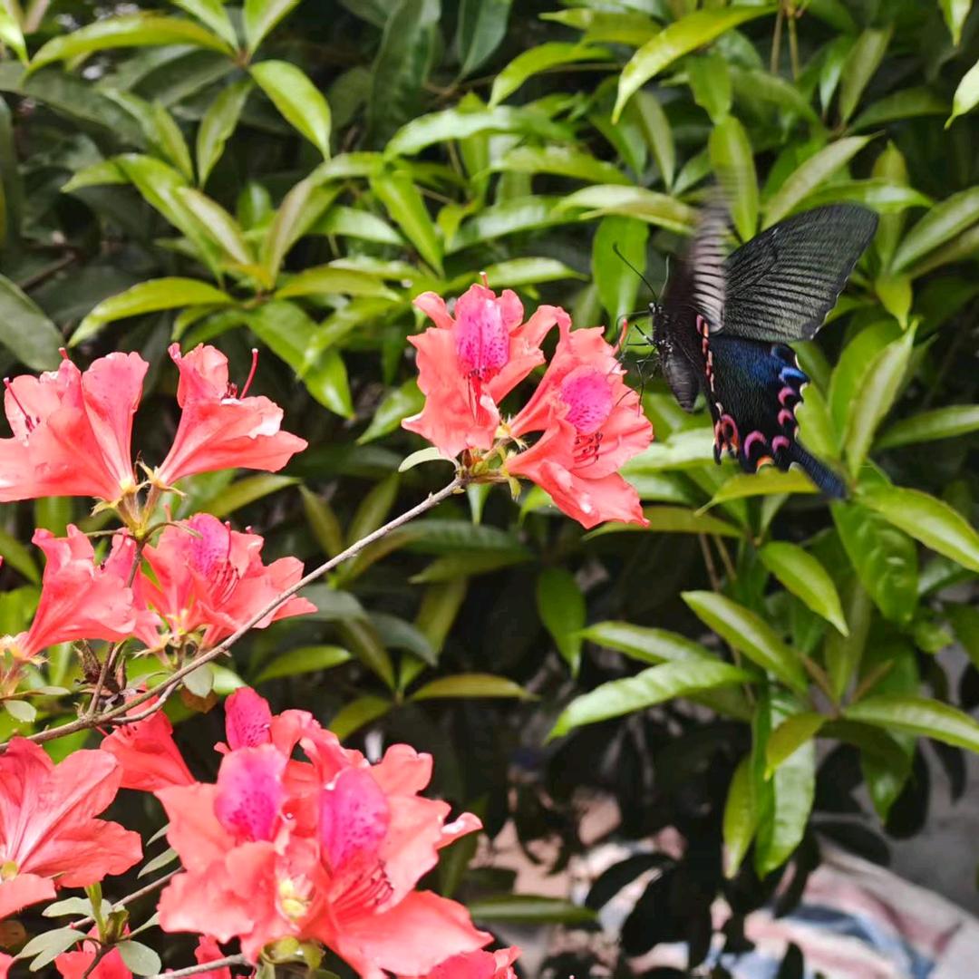 (〜￣▽￣)〜梦里花(｡･ω･｡)ﾉ♡