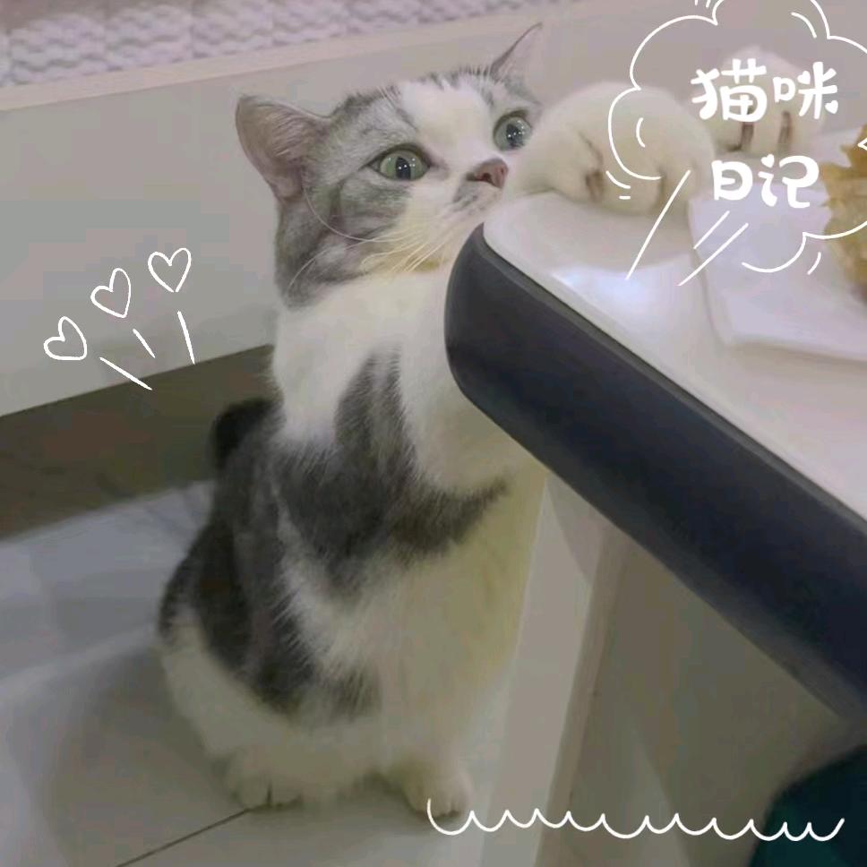 娇贵的小公主🍃