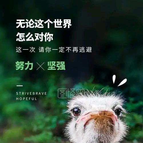 内蒙鸵鸟养殖孵化基地