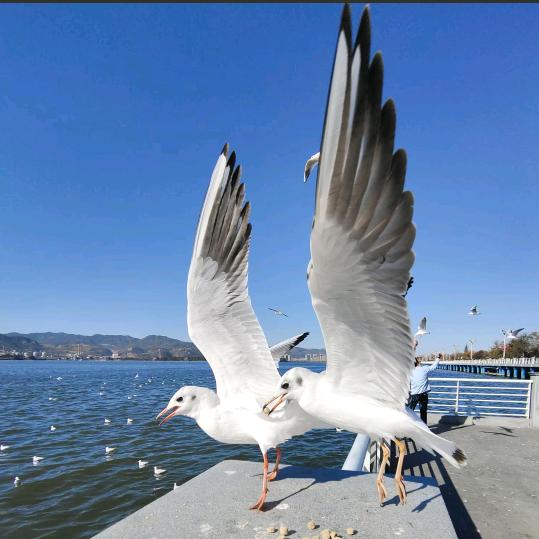 🕊💞ღ᭄烈酒ꦿ꯭敬ꦿ余生᭄💞🕊