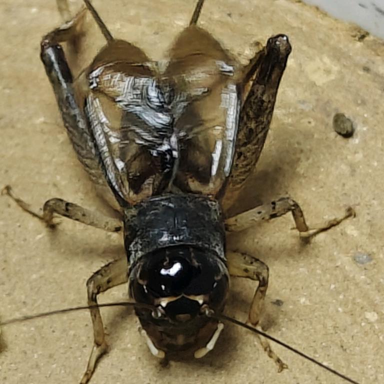 大地🦗🦗