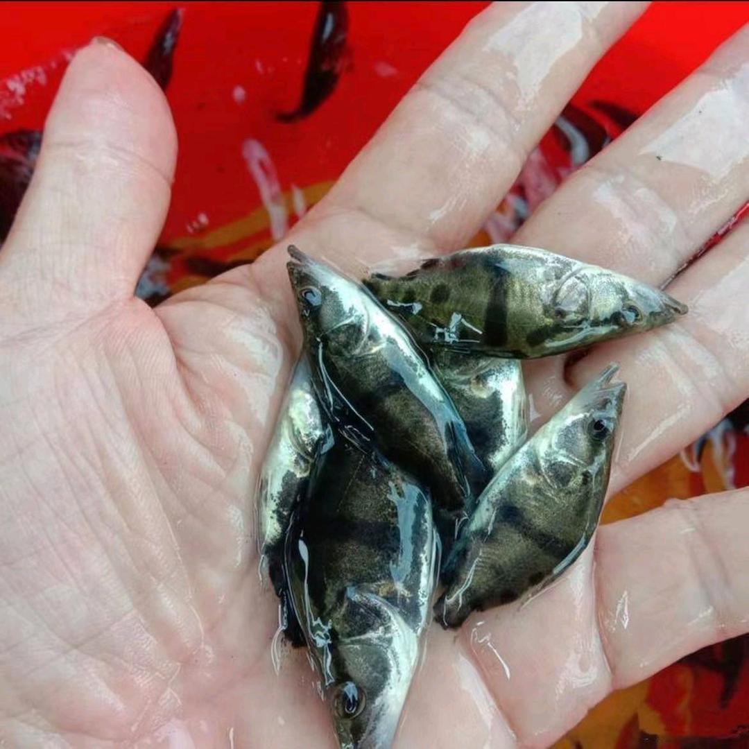 广东诚信淡水鱼苗